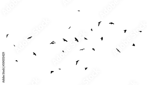 Tela A flock of flying birds