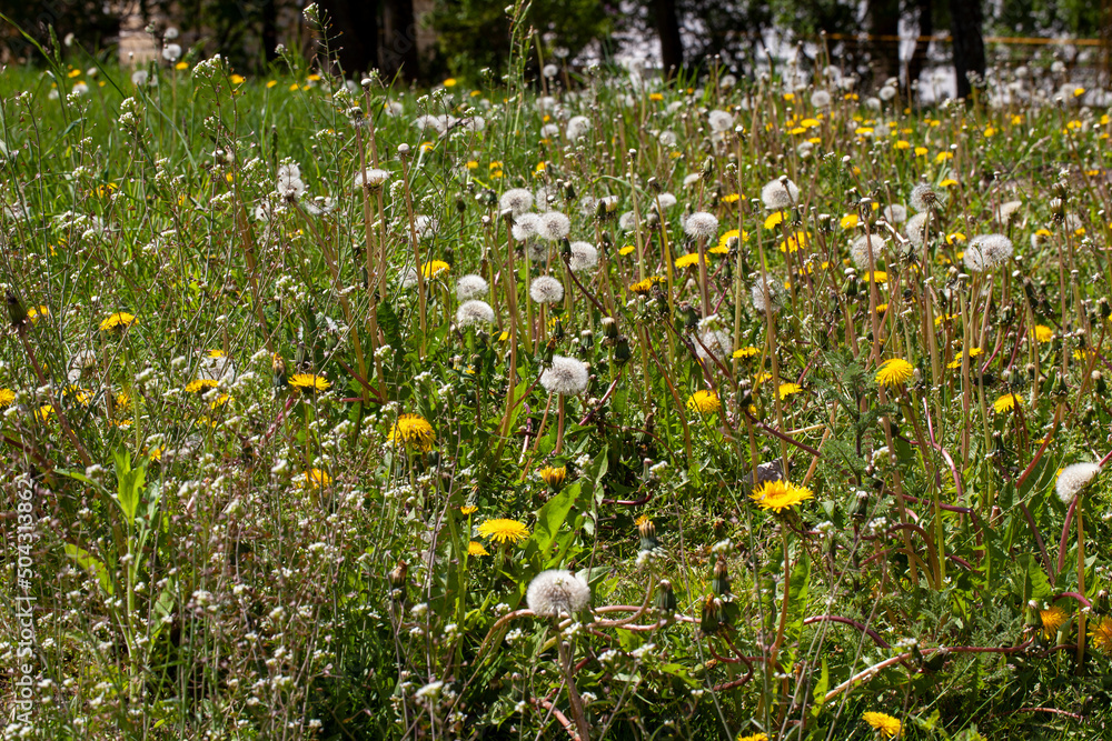 dandelions growing in a field with green grass blooming in spring dandelions growing in a field with green grass blooming in spring