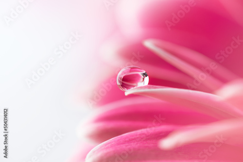 Pink flower petals with water drop close up. Macro photography of gerbera flower petals with dew.