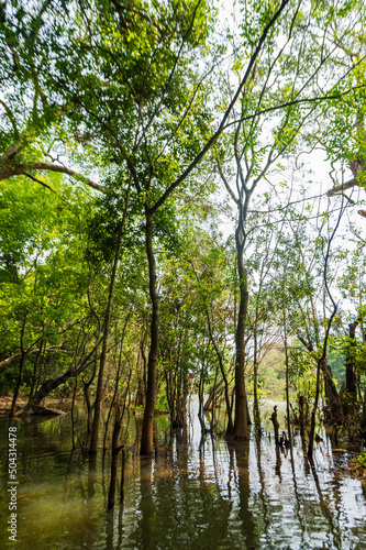 reflection of trees in water