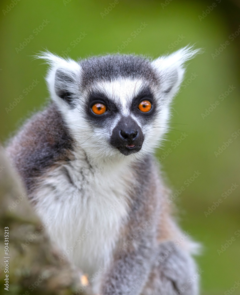 Fototapeta premium Lemur Catta (Maki) in nature