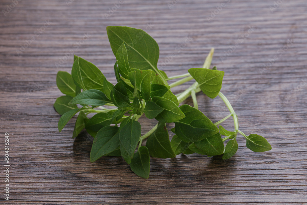 Young fresh green basil leaves Young fresh green basil leaves