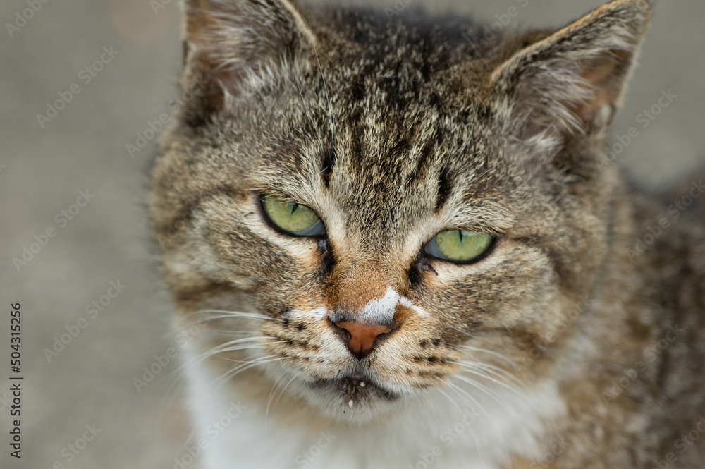 Obraz premium 野良猫1