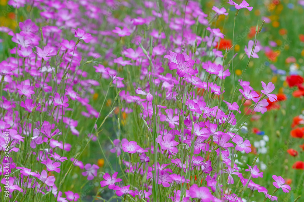 アグロステンマの花 アグロステンマの花