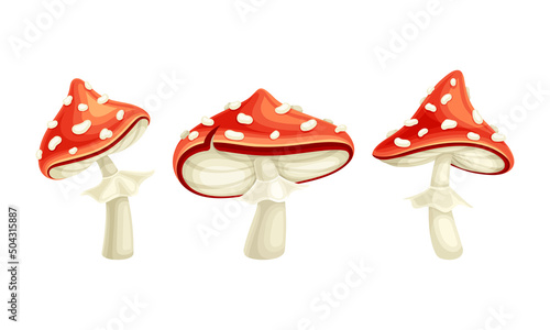 Fly Agaric or Fly Amanita White-spotted Mushroom with Red Cap Vector Set