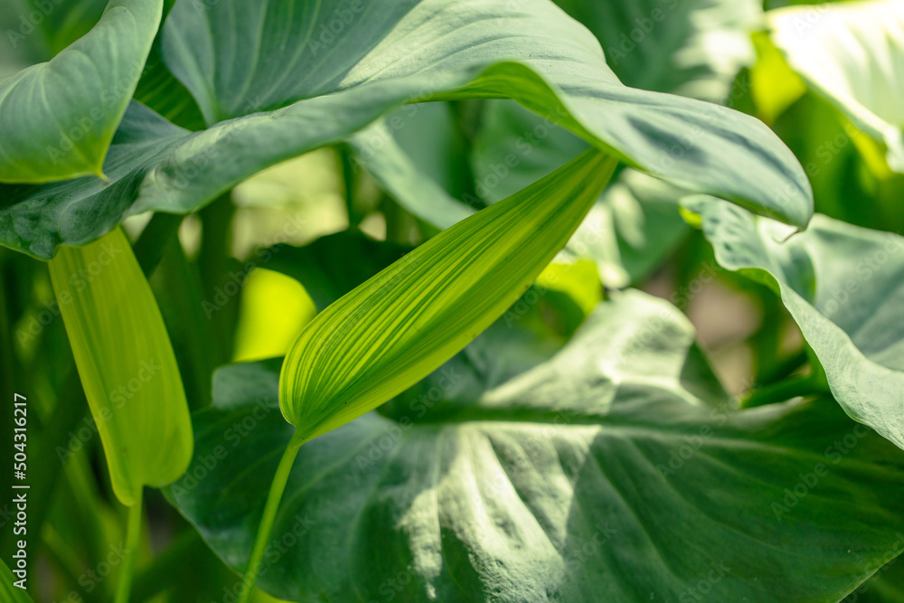 Fototapeta premium Green leaves on an ornamental plant. Nature