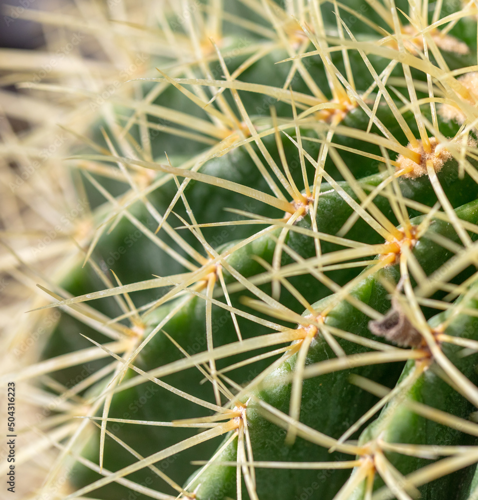 Cactus with needles in the garden. Cactus with needles in the garden.