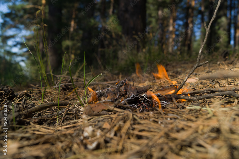 Fototapeta premium Burning dry needles in the forest. Wildfire. The threat of fire spreading and starting a strong fire. It's a dangerous situation. Selective focus