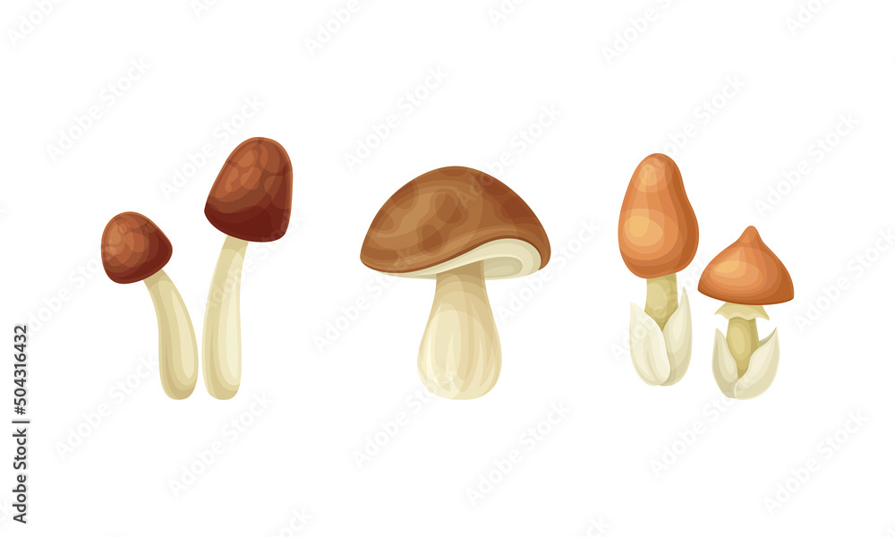Fototapeta premium Forest Mushroom or Toadstool with Stem and Cap Isolated on White Background Vector Set