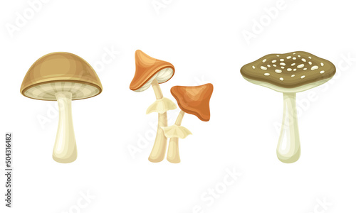 Forest Mushroom or Toadstool with Stem and Cap Isolated on White Background Vector Set