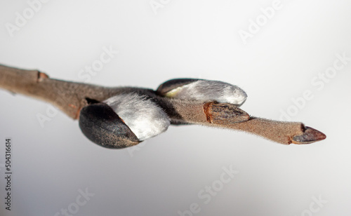Buds on willow branches in nature.