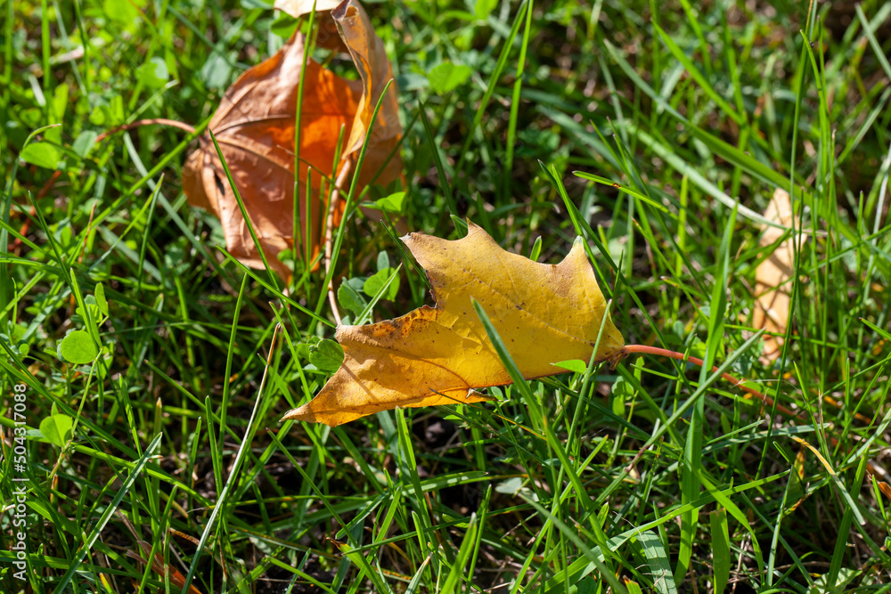 fallen autumn foliage of trees on green grass fallen autumn foliage of trees on green grass