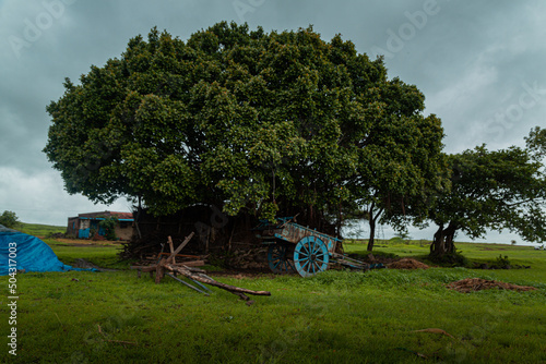 landscape with a tree