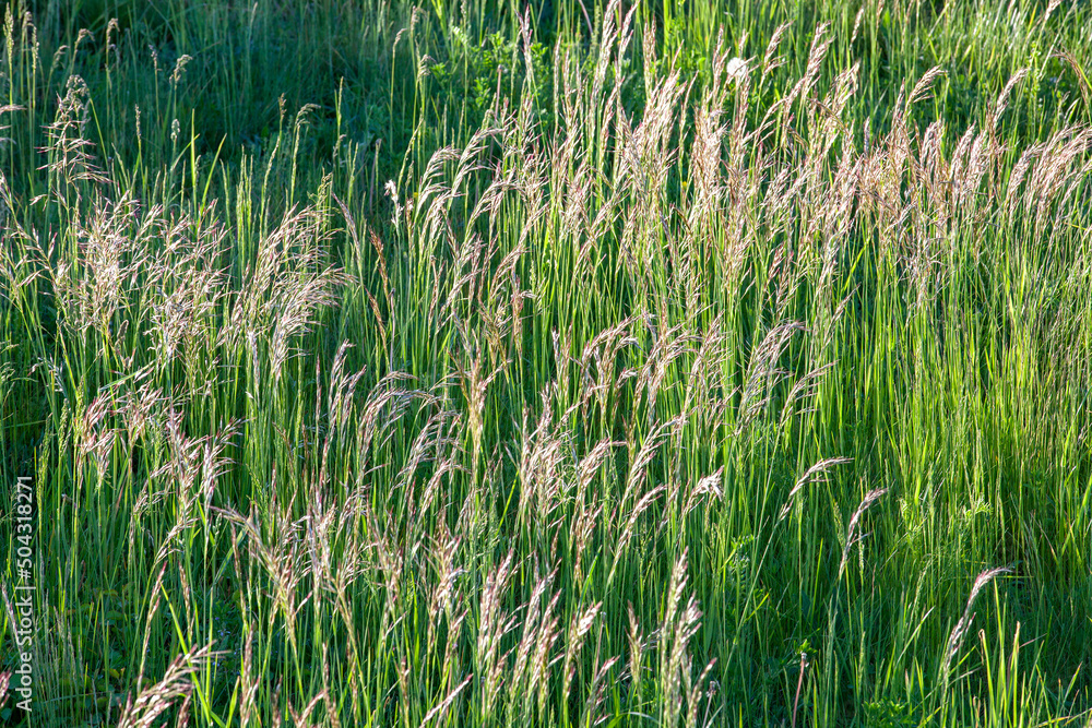 Obraz premium young green grass illuminated by sunlight, closeup