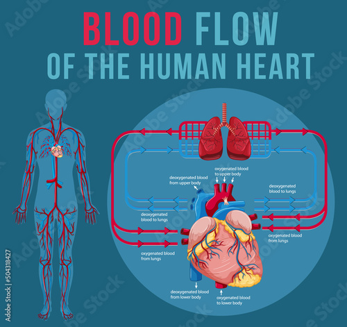 Human internal organ with heart