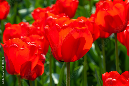 red beautiful tulips in the spring season