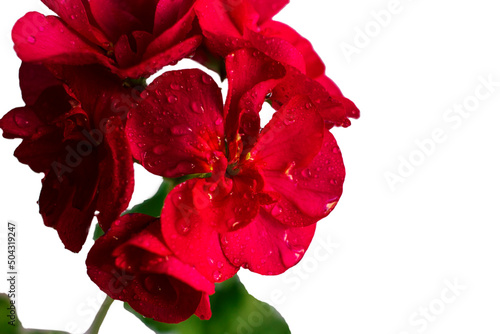 Red flower of geranium, pelargonium on white background