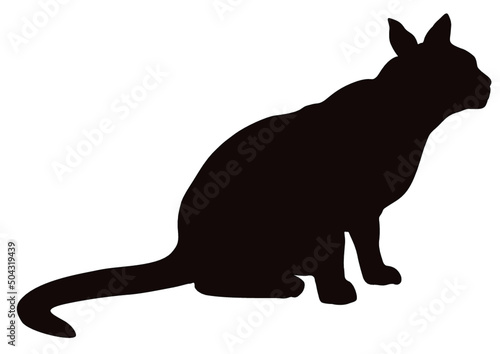 Eine Hauskatze sitzt aufrecht und beobachtet was neben ihr vorgeht