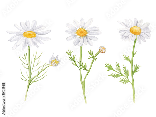 Watercolor Chamomile isolated on a white background. White daisy flowers set.