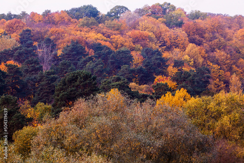 beautiful autumn nature with falling foliage in mid-autumn