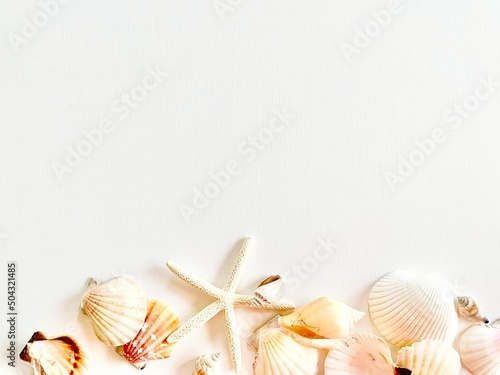 貝殻とヒトデ　キャンバスの背景 photo
