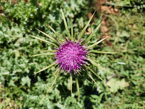 thistle in bloom