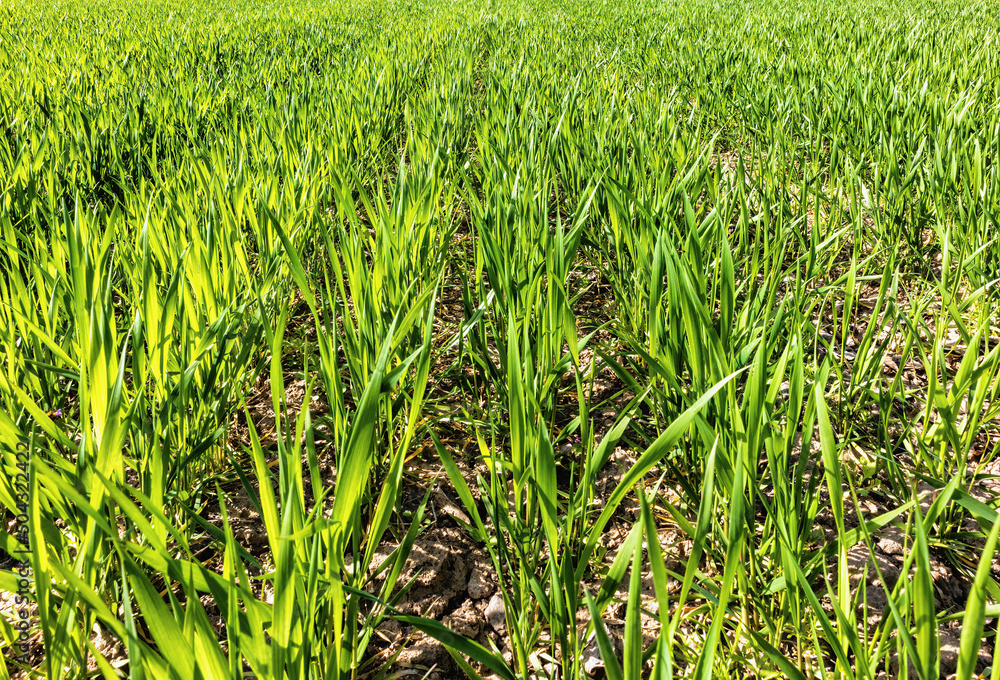 Obraz premium new winter wheat shoots outdoors in spring