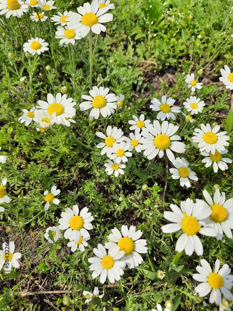 Fototapeta premium field of daisies