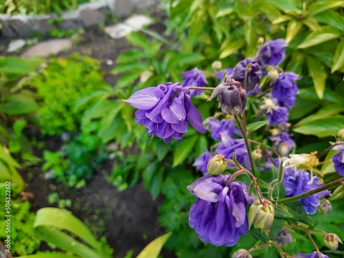 blue and purple