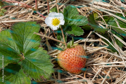 close up of strawberry in the garden