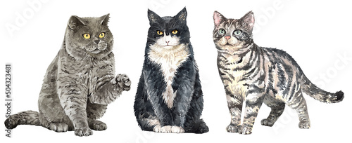 Set of watercolor portraits of 3 cat breeds. British shorthair and American Shorthair, Cat watercolor. Water colour painting cat clipping path isolated on white background. photo