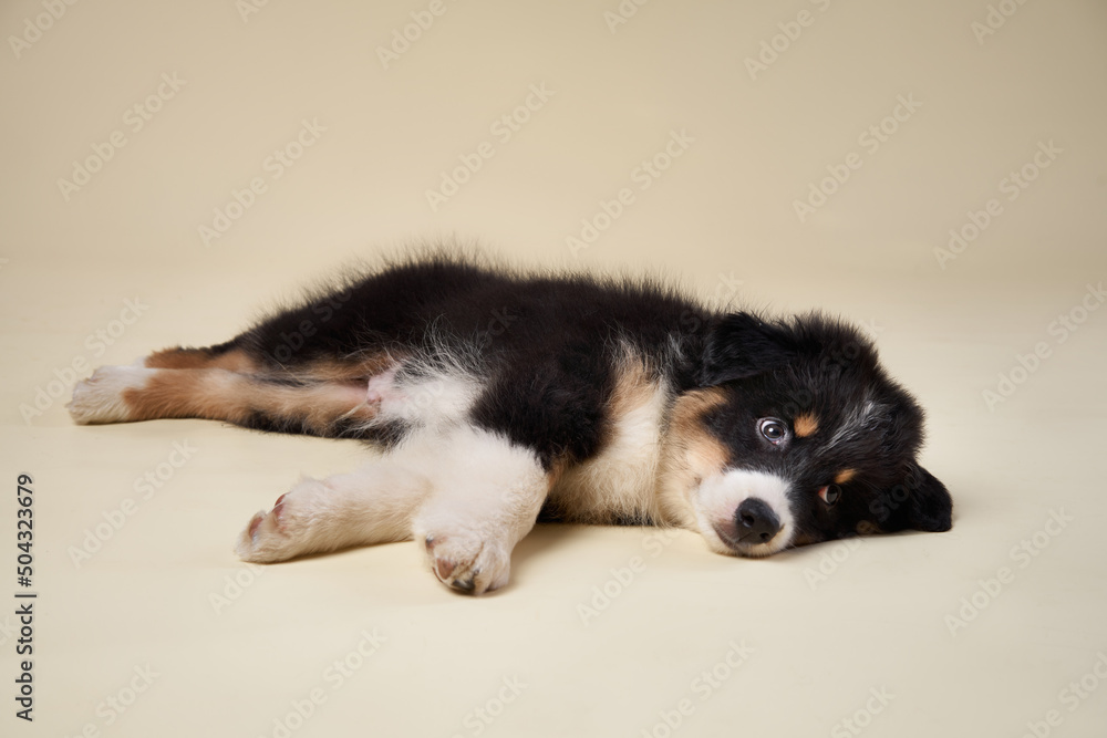 happy puppy on a beige background. breed Australian Shepherd. dog studio plays