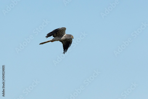 Adult male Montagu   s harrier flying through his breeding territory in a cereal steppe in the last light of the afternoon