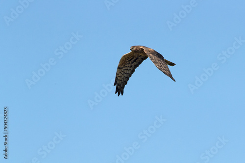 Montagu's harrier female flying in her breeding territory with the first light of the morning