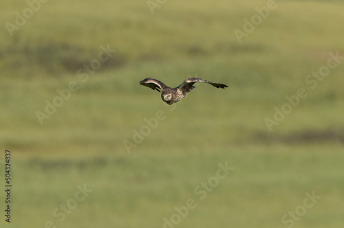 Montagu's harrier female flying in her breeding territory with the first light of the morning