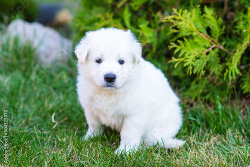 White swiss shepherd puppy sitting on the grass in the park in summer
