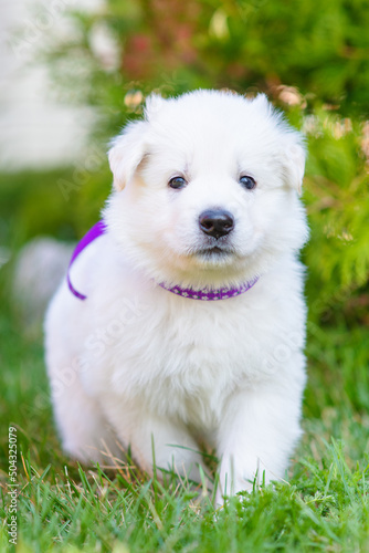White swiss shepherd puppy sitting on the grass in the park in summer