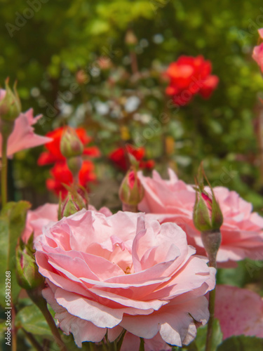 Fototapeta Naklejka Na Ścianę i Meble -  Pink rose flowers in a blooming summer garden, soft focus. Fabulous pink roses in the rose garden