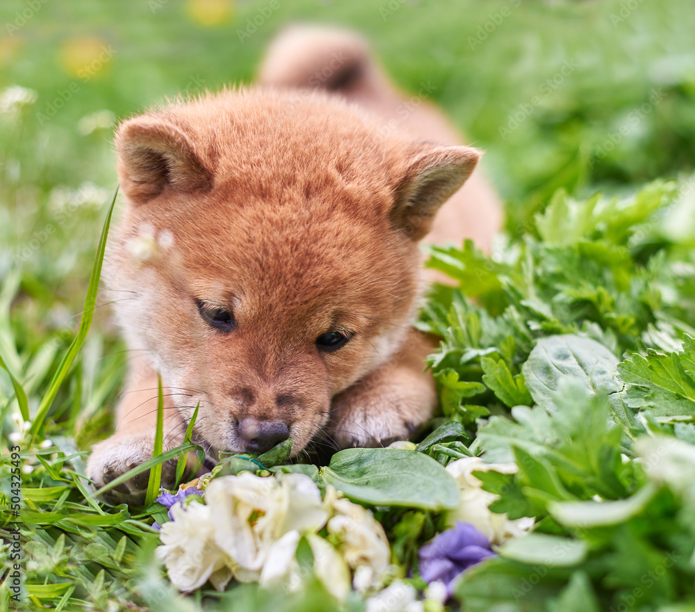 Fototapeta premium Shiba inu puppy playing in green grass