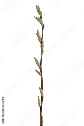 tree branch with young green leaves isolated on white background