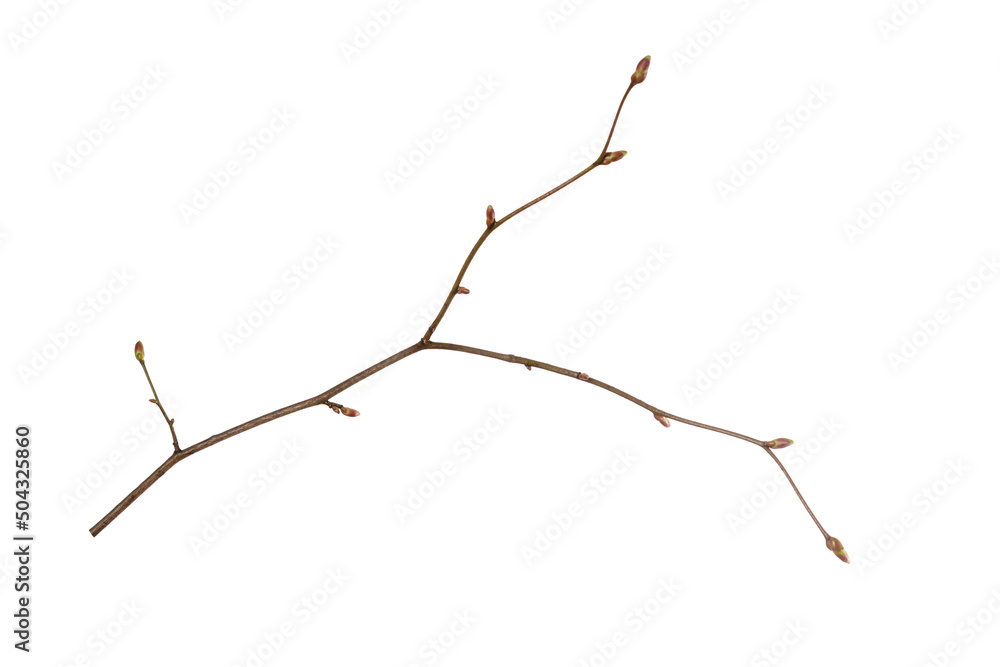 tree branch with young buds isolated on white background