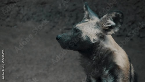 Watchful African Wild Dog In The Savanna. Lycaon Pictus. close up