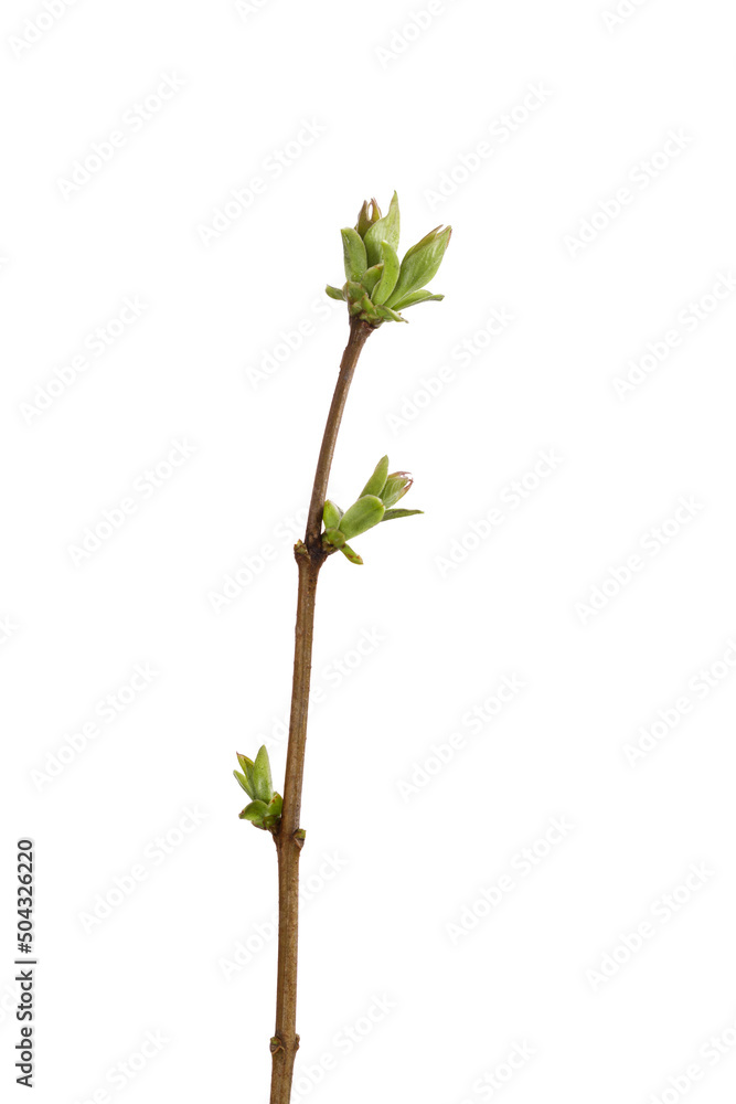tree branch with young green leaves isolated on white background tree branch with young green leaves isolated on white background