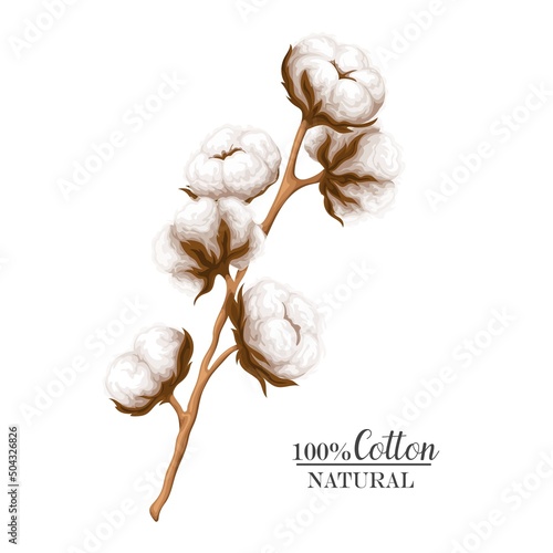 Cotton branch vector illustration. Delicate white cotton flowers.