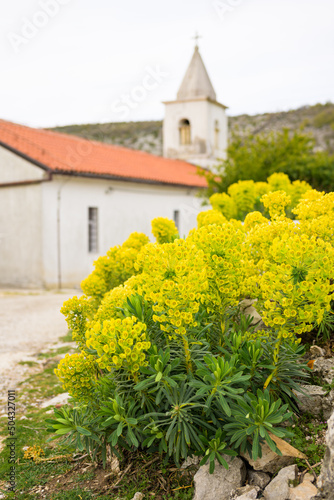 A large spurge in front of small church © Stefan