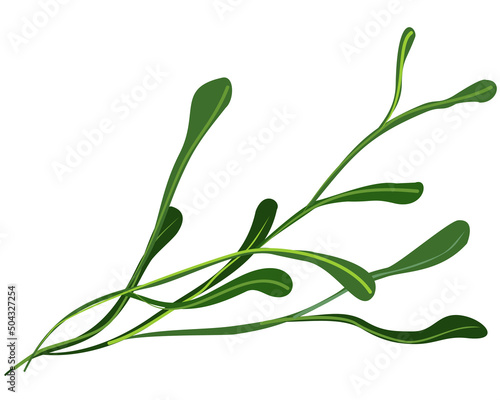 Vector bright illustration of tree branch isolated on white background.