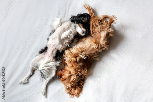 Photography Two dogs sleeping together on white blanket
