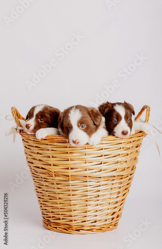 border collie puppies 