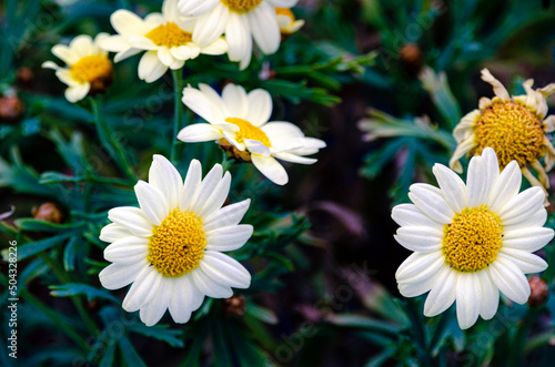 Blooming white daisy chain flowers with yellow buds