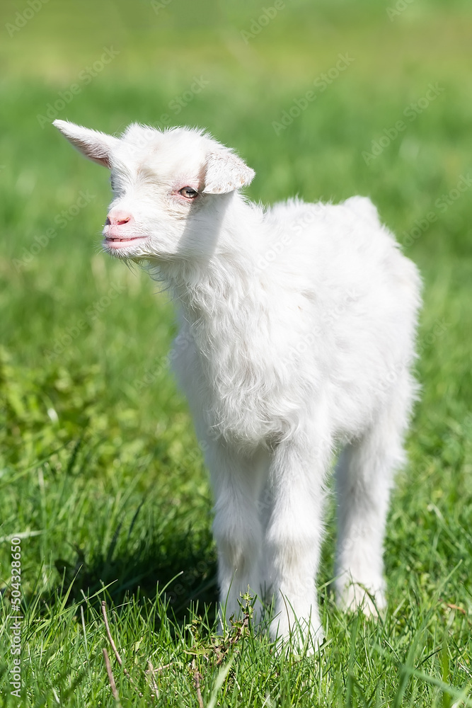 White baby goat on green grass in sunny day. White baby goat on green grass in sunny day.